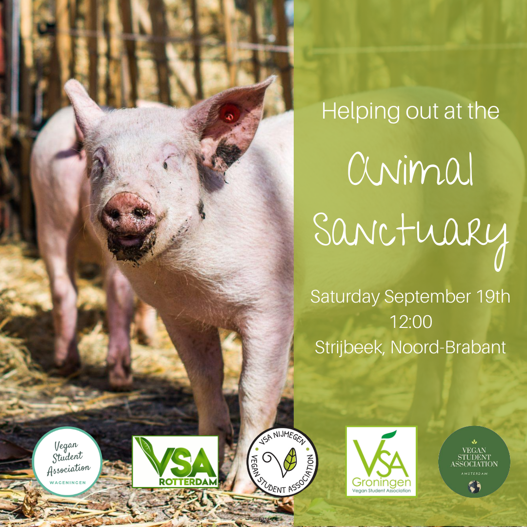 Helping at the animal sanctuary Saturday September 19th 12:00 Strijbeek, Noord-Brabant